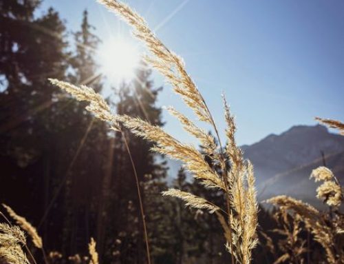 50plus Langenegg: Herbstausfahrt I Singrunde I Jassen